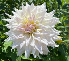 Load image into Gallery viewer, Shiloh Noelle