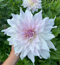 Load image into Gallery viewer, Shiloh Noelle