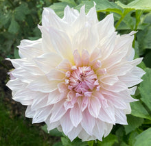 Load image into Gallery viewer, Shiloh Noelle