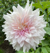 Load image into Gallery viewer, Shiloh Noelle