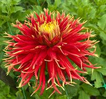 Load image into Gallery viewer, Show 'N' Tell