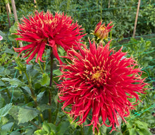 Load image into Gallery viewer, Show 'N' Tell