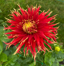 Load image into Gallery viewer, Show 'N' Tell