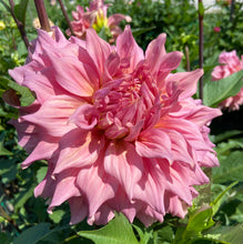 Load image into Gallery viewer, Sierra Glow