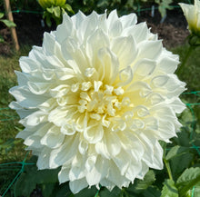 Load image into Gallery viewer, Snow Country