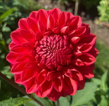 Load image into Gallery viewer, Tempest