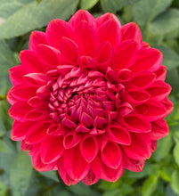 Load image into Gallery viewer, Tempest