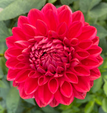 Load image into Gallery viewer, Tempest