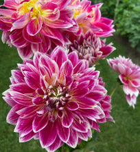 Load image into Gallery viewer, Temple of Beauty