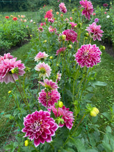 Load image into Gallery viewer, Temple of Beauty