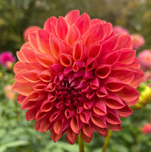 Load image into Gallery viewer, Triple Lee Dee