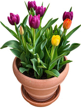 Load image into Gallery viewer, Petals with Purpose Fundraiser