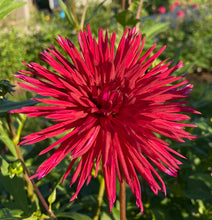 Load image into Gallery viewer, U-7