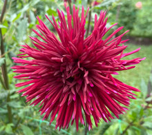 Load image into Gallery viewer, U-7