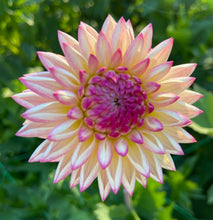 Load image into Gallery viewer, Valley Porcupine