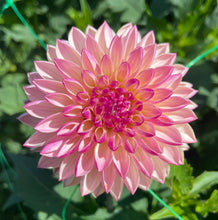 Load image into Gallery viewer, Valley Porcupine