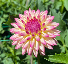 Load image into Gallery viewer, Valley Porcupine