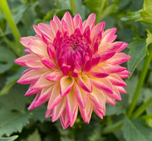 Load image into Gallery viewer, Valley Porcupine