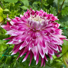 Load image into Gallery viewer, Vancouver