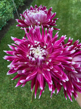 Load image into Gallery viewer, Vancouver