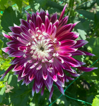 Load image into Gallery viewer, Vancouver