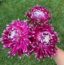 Load image into Gallery viewer, Vancouver