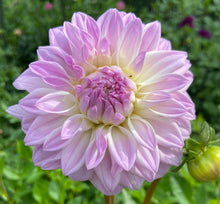 Load image into Gallery viewer, Who Me