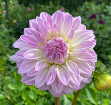 Load image into Gallery viewer, Who Me