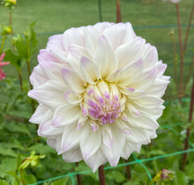 Load image into Gallery viewer, Who Me