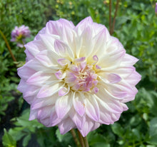 Load image into Gallery viewer, Who Me