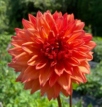 Load image into Gallery viewer, Woodlands Wild Thing