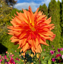 Load image into Gallery viewer, Woodlands Wild Thing