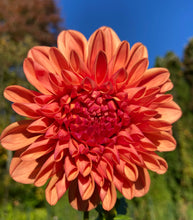 Load image into Gallery viewer, Ferncliff Copper