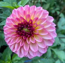 Load image into Gallery viewer, Foxy Lady