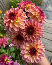 Load image into Gallery viewer, Foxy Lady