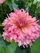 Load image into Gallery viewer, Sierra Glow