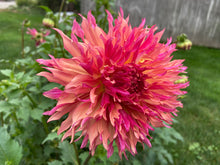 Load image into Gallery viewer, Myrtle's Folly