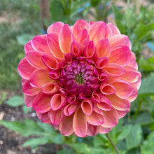 Load image into Gallery viewer, Triple Lee Dee