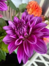 Load image into Gallery viewer, Thomas Edison