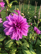 Load image into Gallery viewer, Thomas Edison