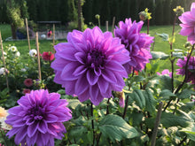 Load image into Gallery viewer, Thomas Edison