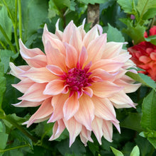 Load image into Gallery viewer, Labyrinth