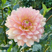 Load image into Gallery viewer, Wyn's New Pastel