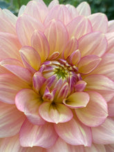 Load image into Gallery viewer, Wyn's New Pastel