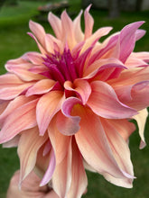 Load image into Gallery viewer, Labyrinth