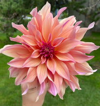 Load image into Gallery viewer, Labyrinth