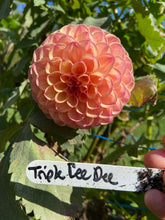 Load image into Gallery viewer, Triple Lee Dee