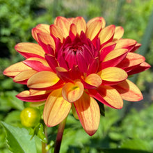 Load image into Gallery viewer, Fidalgo Julie