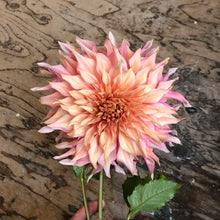 Load image into Gallery viewer, Penhill Watermelon