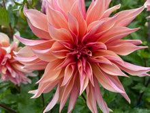 Load image into Gallery viewer, Labyrinth